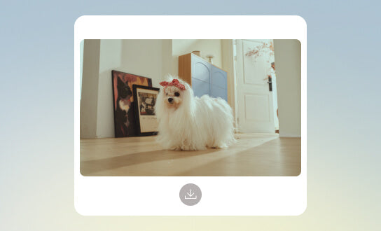 Chụp ảnh thú cưng